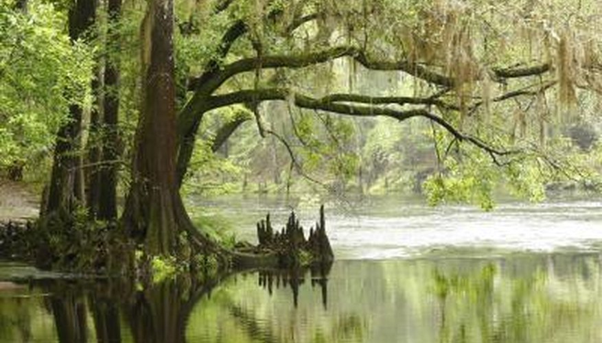 Cypress reflected in swamp water Cypress reflected in swamp water