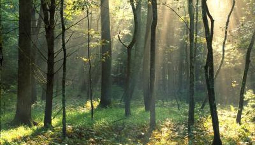 Diamond willows grow in many parts of Canada and thrive in the Boreal Forest. Diamond willows grow in many parts of Canada and thrive in the Boreal Forest.