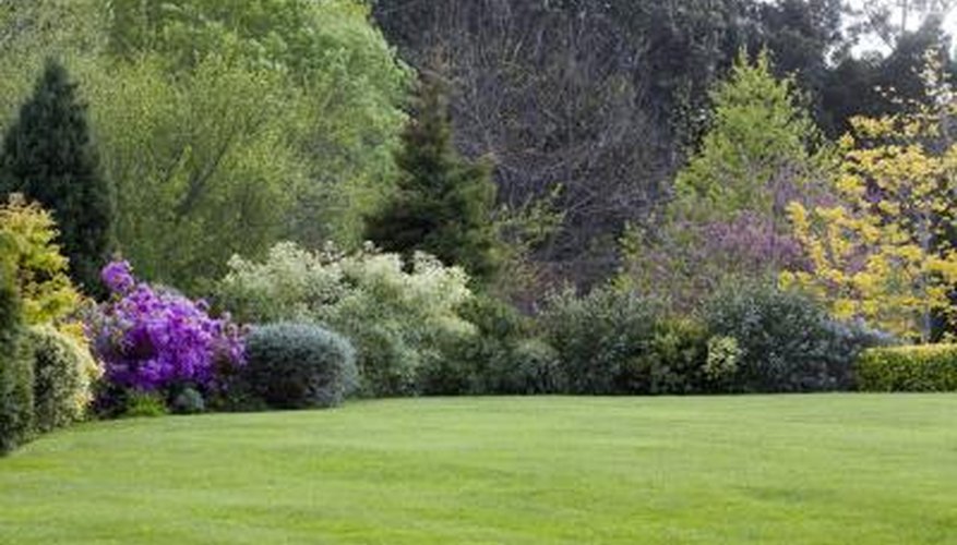 Flowering dwarf trees and shrubs grow at the edge of a lawn Flowering dwarf trees and shrubs grow at the edge of a lawn