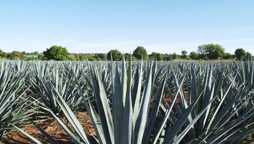 A blue agave plantation in Mexico. A blue agave plantation in Mexico.
