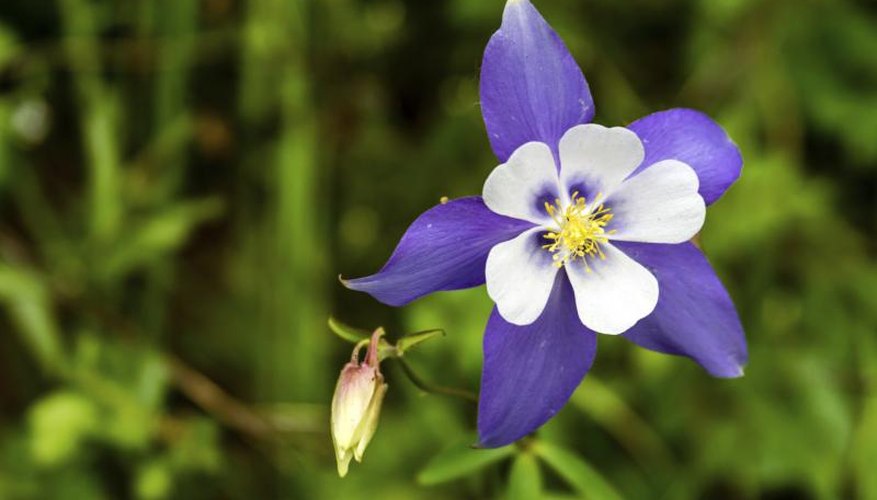 A blue columbine flower. A blue columbine flower.