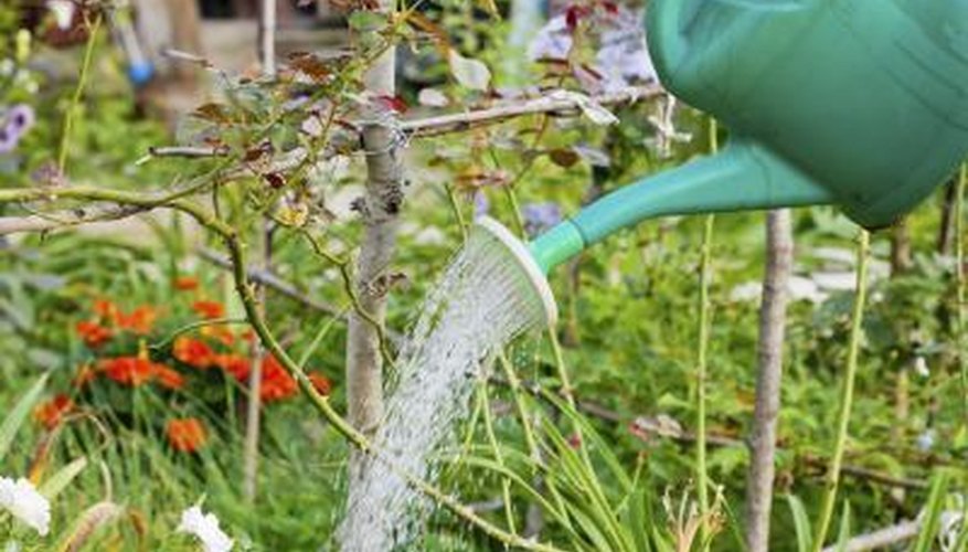 Gardener watering garden bed Gardener watering garden bed