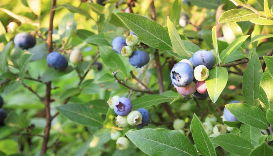 A highbush blueberry bush. A highbush blueberry bush.