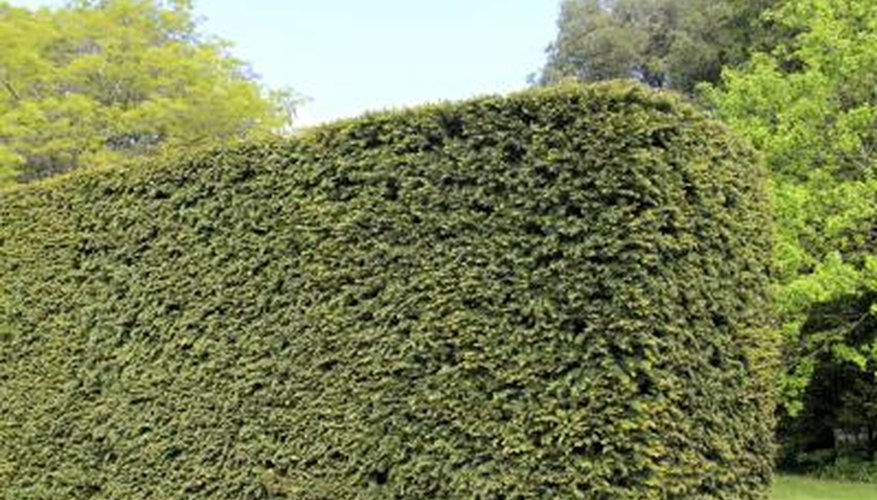 A Standishii hedge in a garden. A Standishii hedge in a garden.