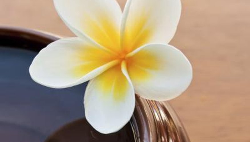 A frangipani flower A frangipani flower