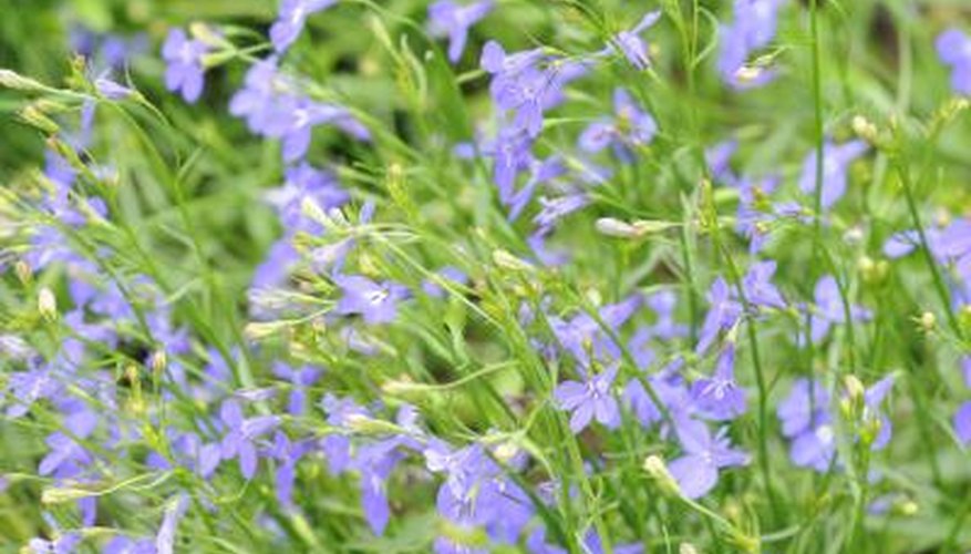 purple lobelia flowers purple lobelia flowers