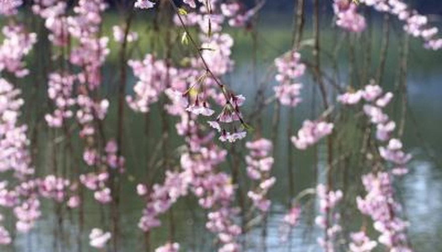 The true dwarf weeping cherry can be 15 feet tall and live up to 70 years. The true dwarf weeping cherry can be 15 feet tall and live up to 70 years.