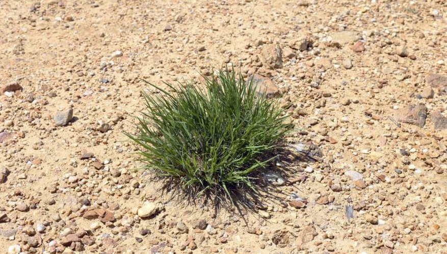 A tuft of blue fescue growing in a desert. A tuft of blue fescue growing in a desert.
