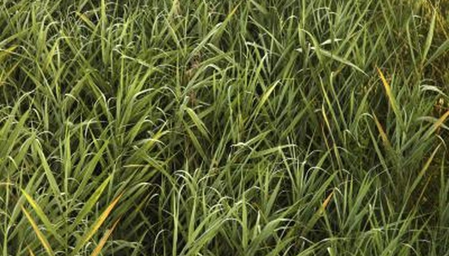 Barnyard Grass Barnyard Grass