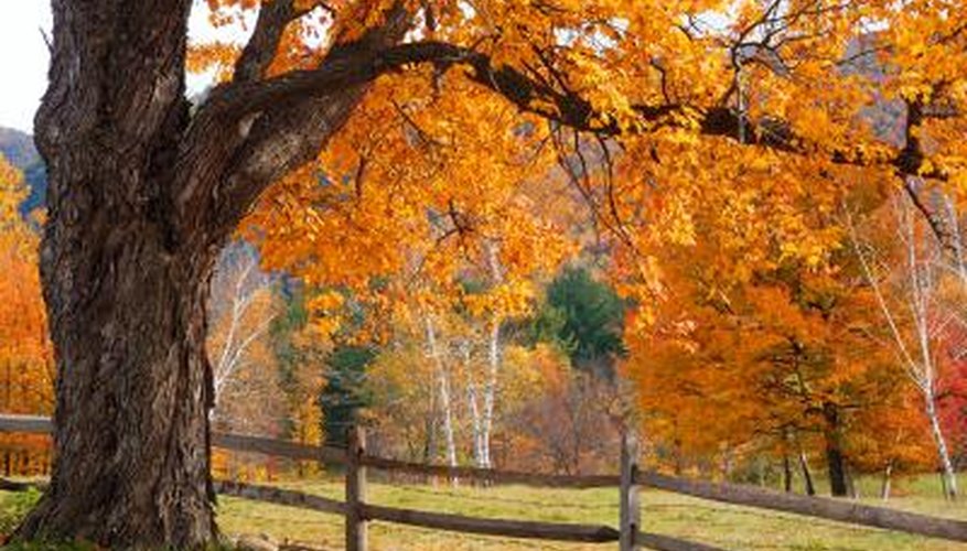 The glory of a sugar maple in autumn The glory of a sugar maple in autumn