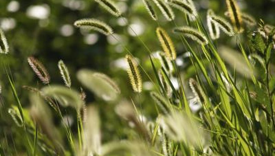 Foxtail Grass Weed Foxtail Grass Weed