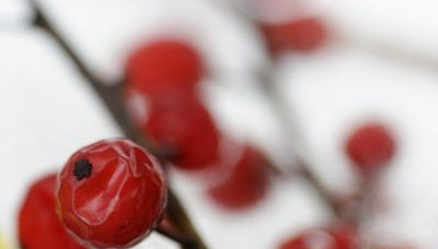 Red berries against white snow background Red berries against white snow background