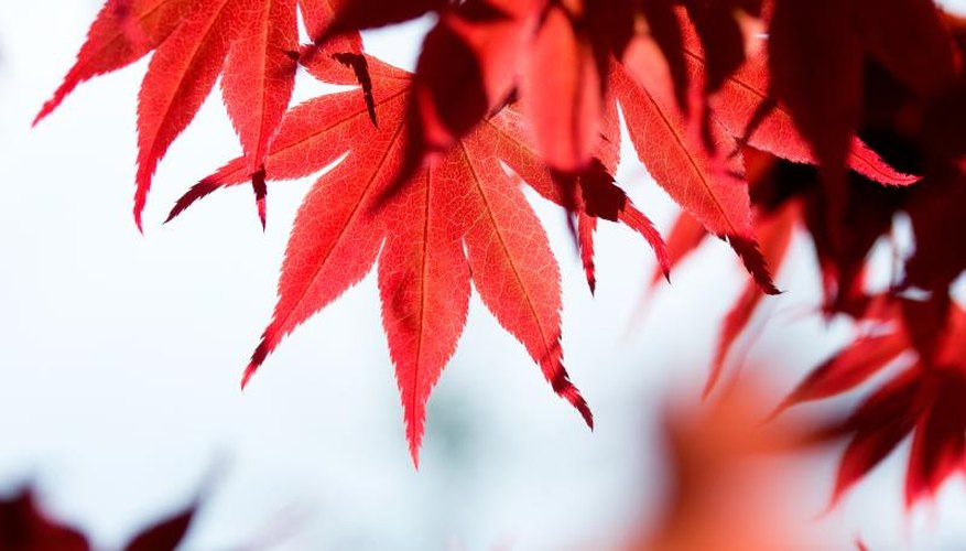the leaves of a red maple tree. the leaves of a red maple tree.