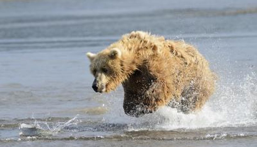 A grizzly bear chases a fish in the water. A grizzly bear chases a fish in the water.