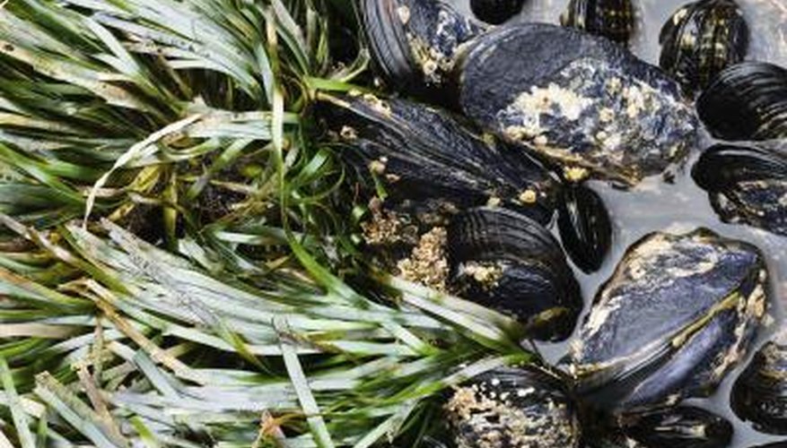 Mussels and eelgrass at low tide Mussels and eelgrass at low tide