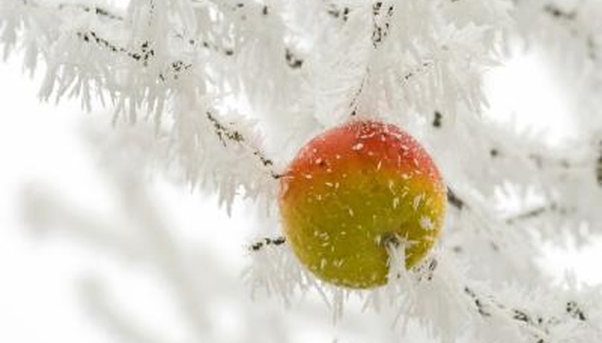 An apple tree is covered in frost An apple tree is covered in frost