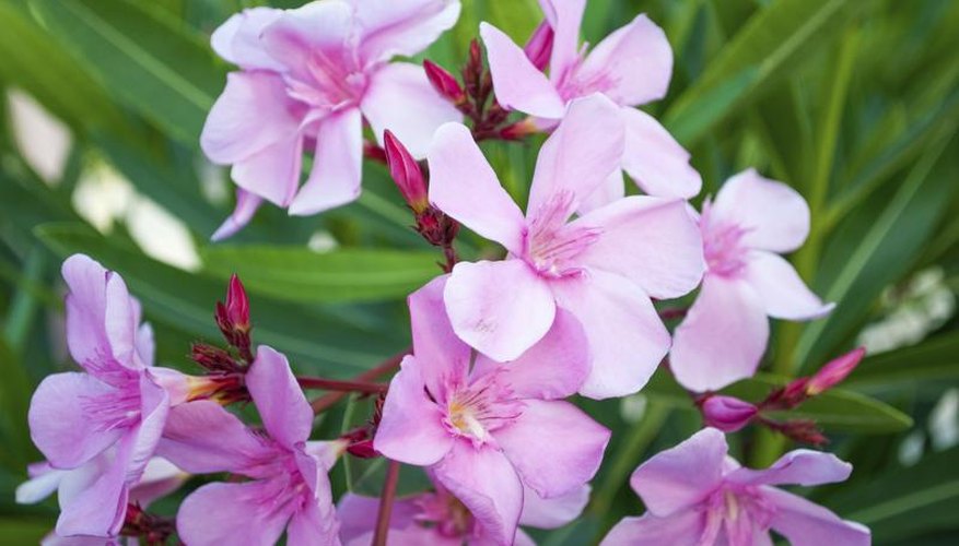 Blooming pink oleander flower. Blooming pink oleander flower.