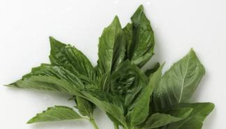 Sprig of Basil. Sprig of Basil.