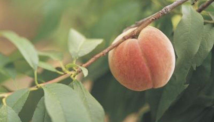 peaches peaches