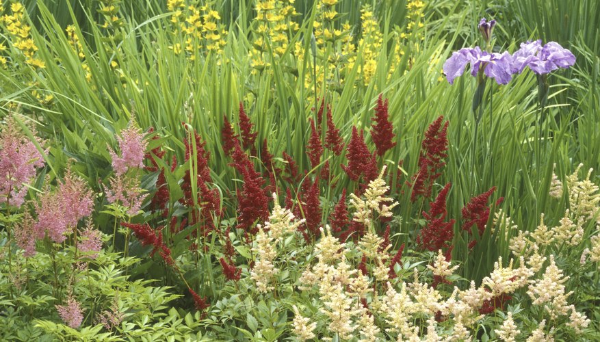 Herbaceous perennials are the backbones of countless formal gardens. Herbaceous perennials are the backbones of countless formal gardens.