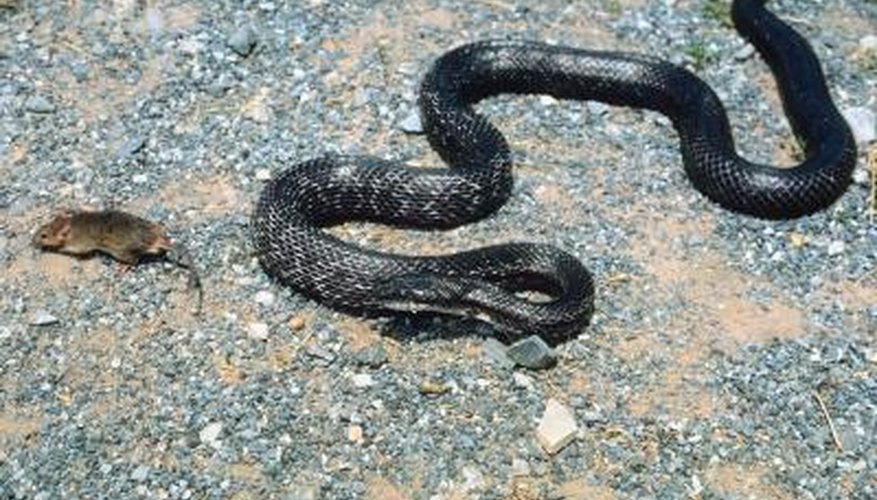 Rat snakes directly benefit people given their taste for rodents. Rat snakes directly benefit people given their taste for rodents.