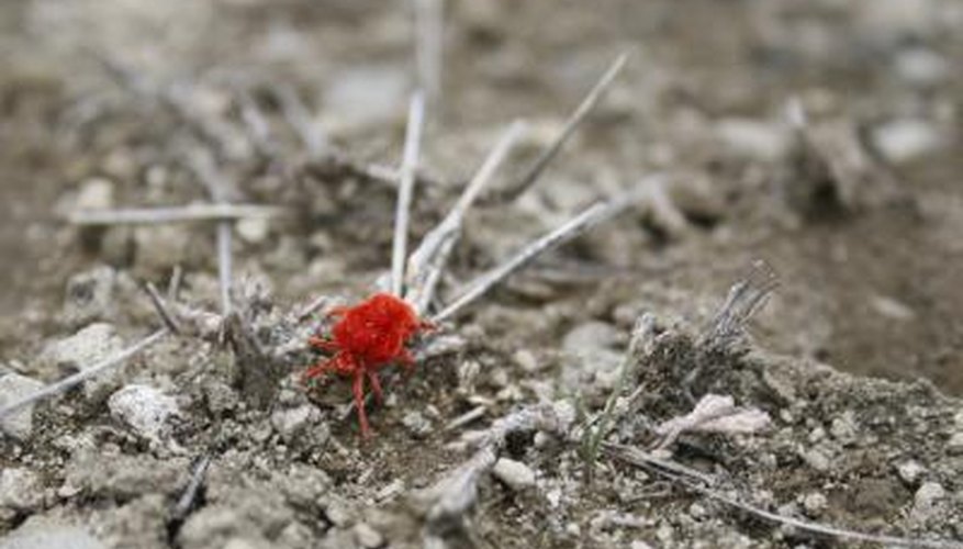 Tiny spider mite on ground Tiny spider mite on ground