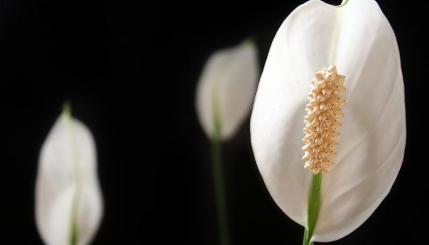 The flower of a peace lily plant. The flower of a peace lily plant.