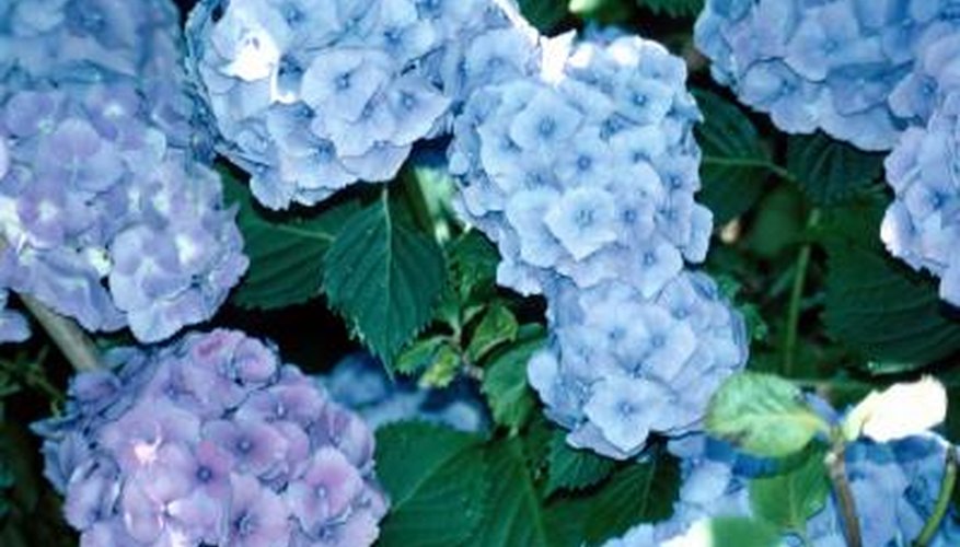 Hydrangea Hydrangea