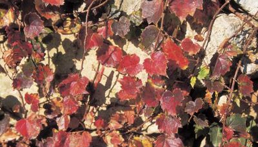 Clematis vines create color from spring through fall. Clematis vines create color from spring through fall.