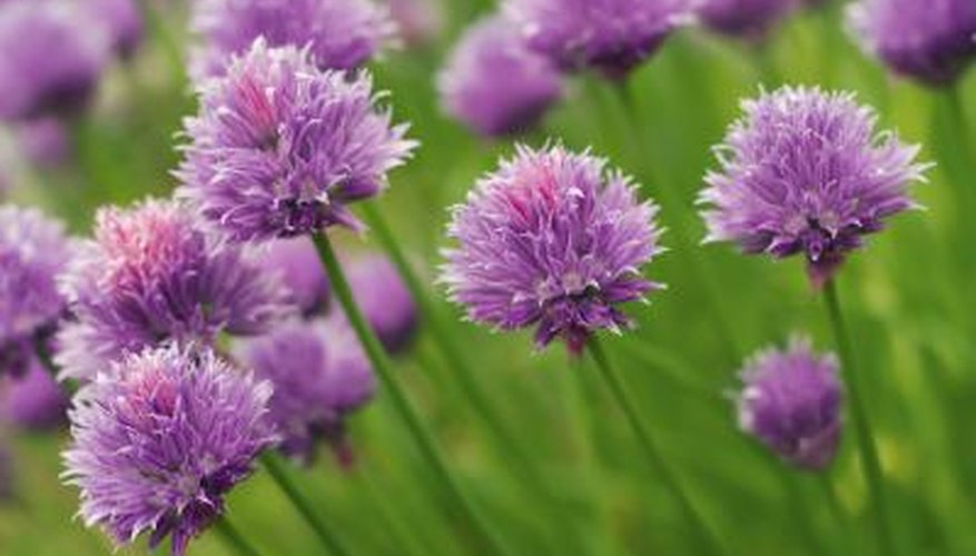 Chive flowers Chive flowers
