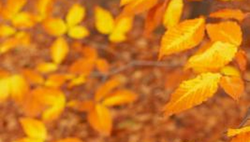 Beech foliage persists in the winter. Beech foliage persists in the winter.