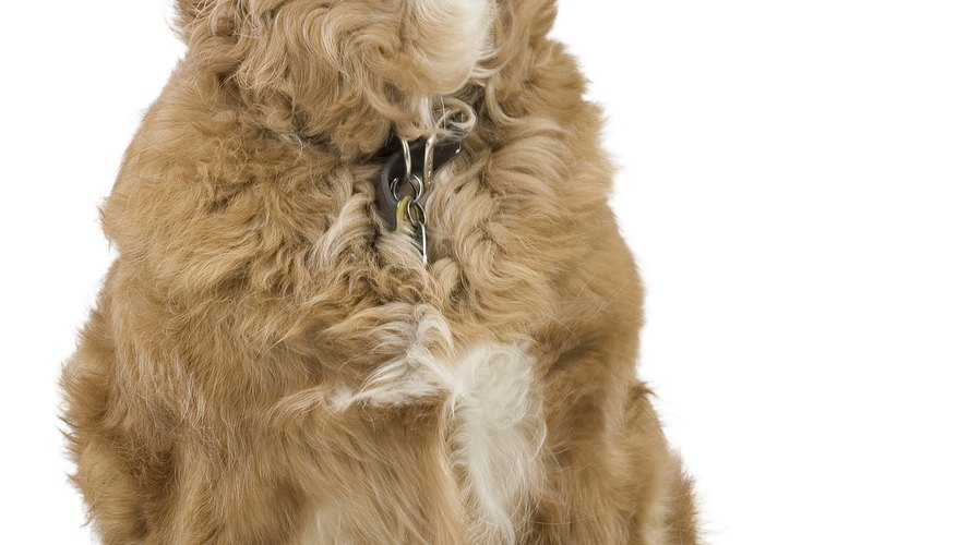 Dragon wings for your dog will really make him stand out. Dragon wings for your dog will really make him stand out.