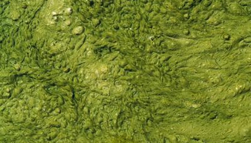 Algae growths are a collection of one-celled organisms. Algae growths are a collection of one-celled organisms.