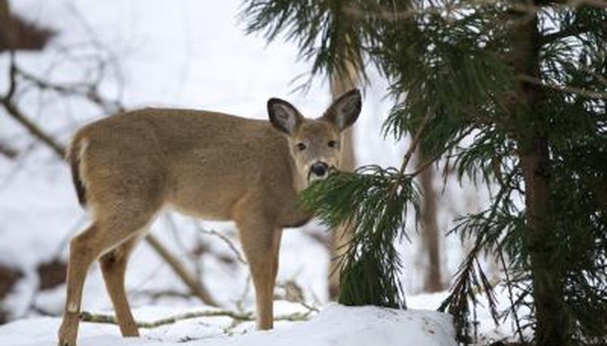 Deer eat pine twigs. Deer eat pine twigs.