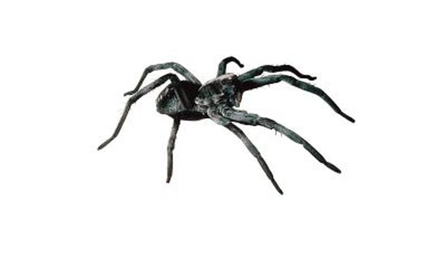 Wolf spider. Wolf spider.