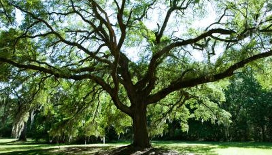 How Many Types of Oak Trees Are There? | Sciencing