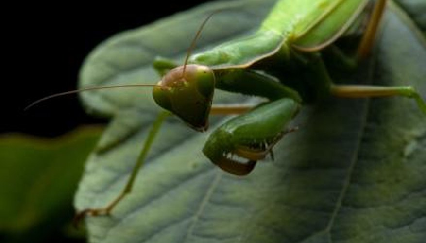 If natural predators are not present in sufficient numbers, they can be added to a garden. If natural predators are not present in sufficient numbers, they can be added to a garden.