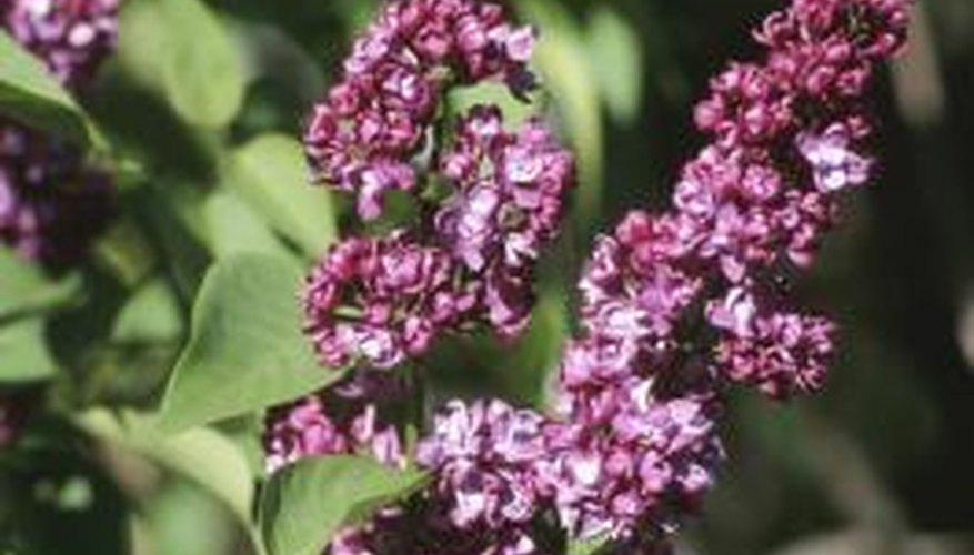 Royalty lilacs have a reddish-purple blossom. Royalty lilacs have a reddish-purple blossom.