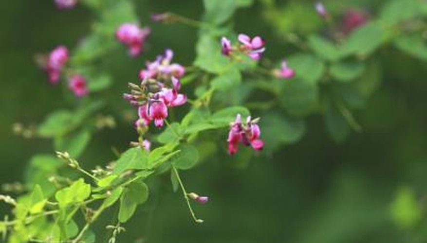 Japanese Clover Japanese Clover
