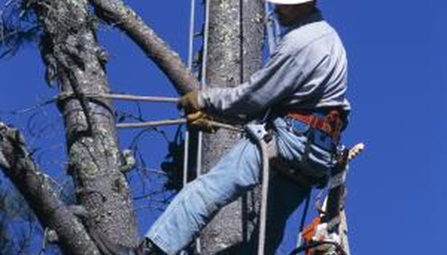 Tree trimmers must be qualified to work around electrical sources. Tree trimmers must be qualified to work around electrical sources.