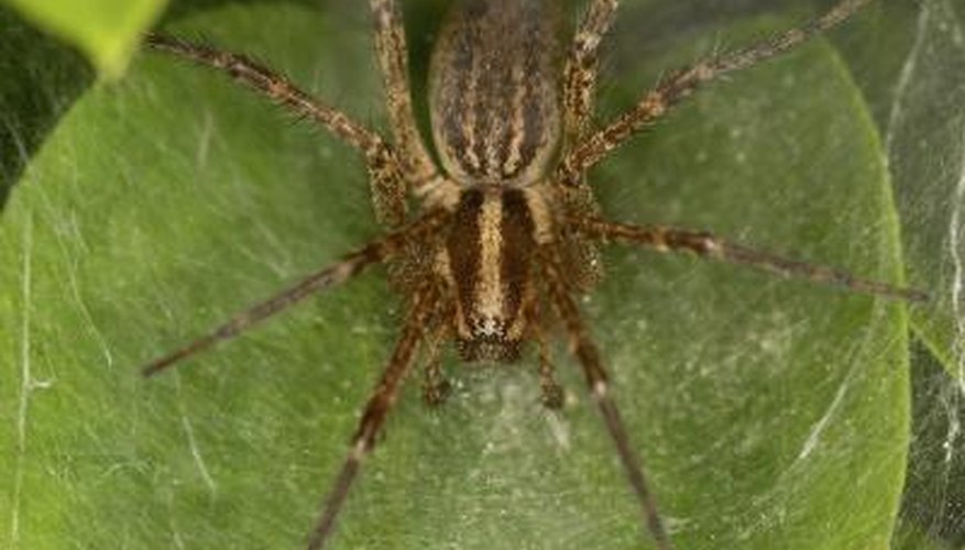 Funnelweb spider Funnelweb spider