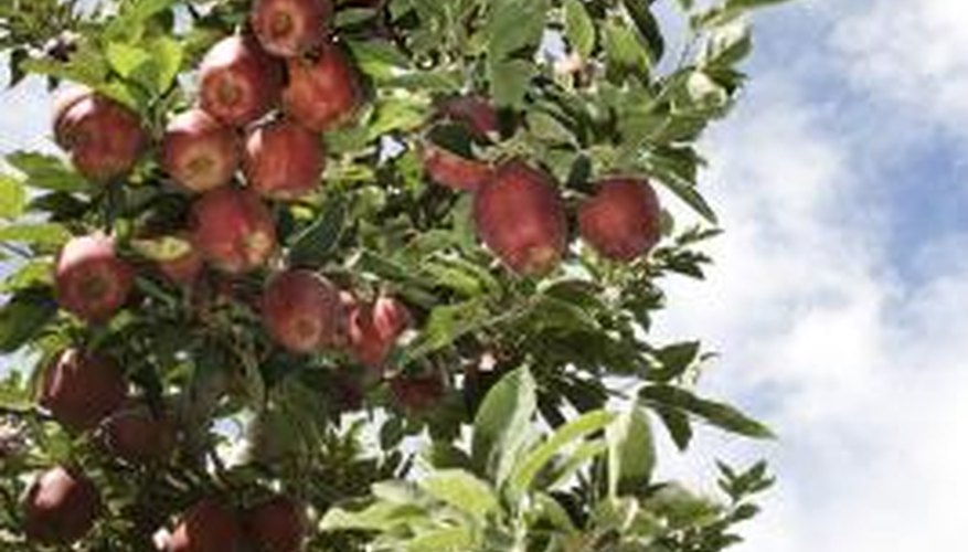 Apples are one of the most popular fruit trees grown in Oregon. Apples are one of the most popular fruit trees grown in Oregon.