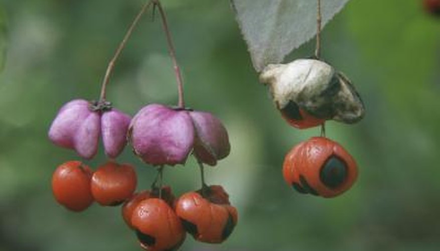 Euonymus berries Euonymus berries