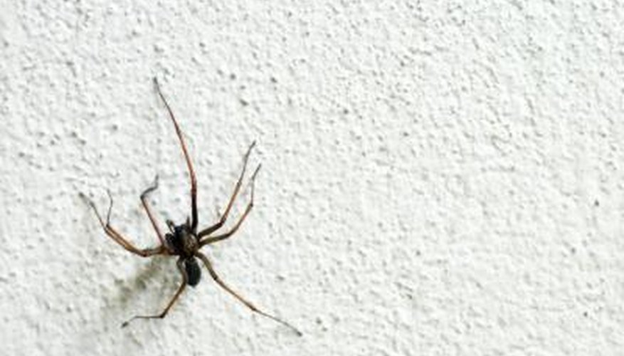 Common house spider. Common house spider.