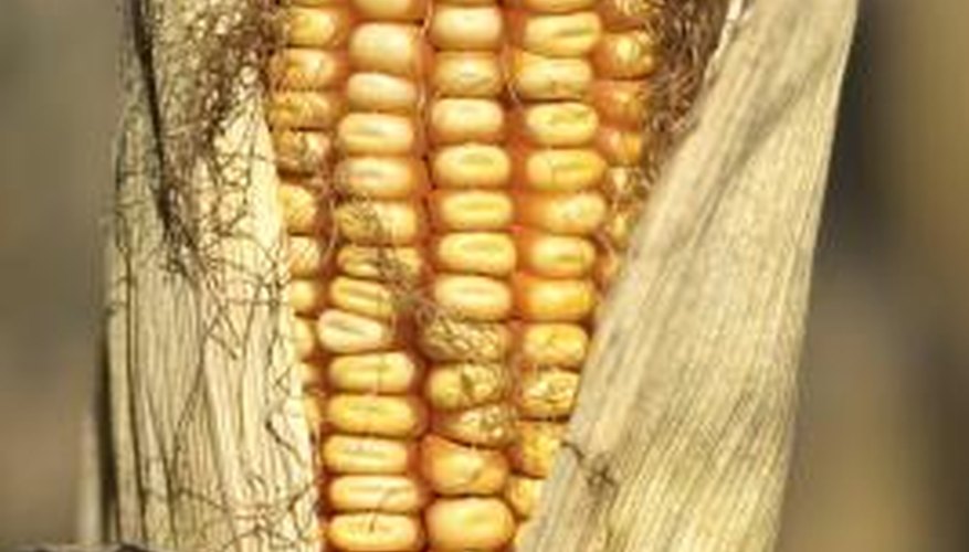Each silk leads to an ovule that develops into an individual kernel. Each silk leads to an ovule that develops into an individual kernel.
