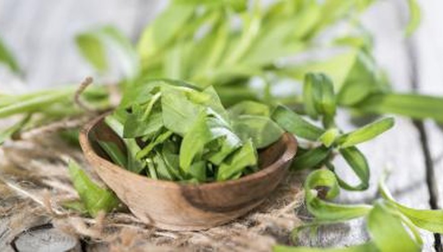 Fresh tarragon in bowl Fresh tarragon in bowl
