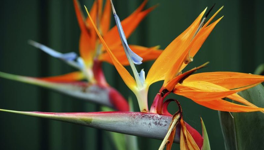 The flowers of the bird of paradise plant. The flowers of the bird of paradise plant.
