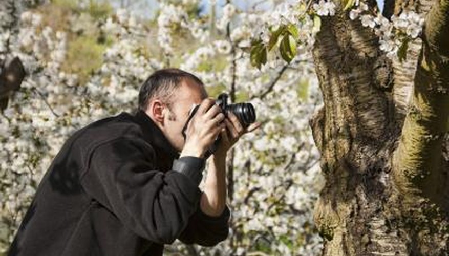 Bark is the easiest part of the tree to examine. Bark is the easiest part of the tree to examine.