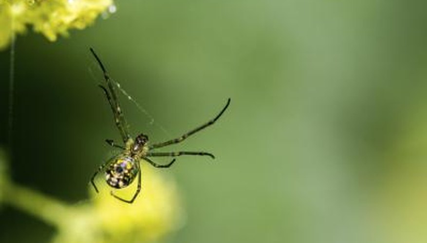 Orchard Spider Orchard Spider