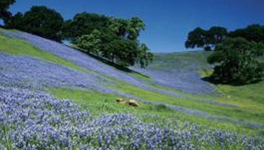 The hill country in south central Texas is a frequent viewing area for bluebonnets in bloom. The hill country in south central Texas is a frequent viewing area for bluebonnets in bloom.